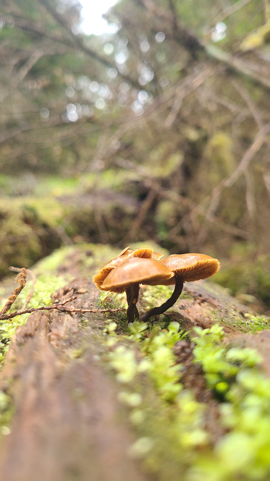 The Magic of Mushrooms: Unlocking Wellness with Fungi Alchemy